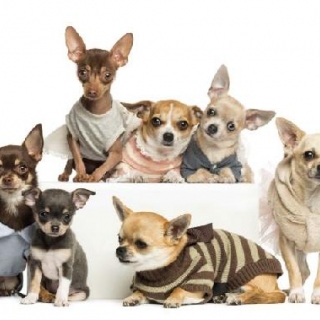 Roupas para Cães - Necessidade ou exagero? Escola de costura Sorocaba Escola de moda Sorocaba