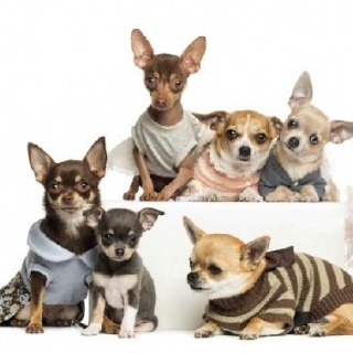 Roupas para Cães - Necessidade ou exagero? Escola de costura Sorocaba Escola de moda Sorocaba